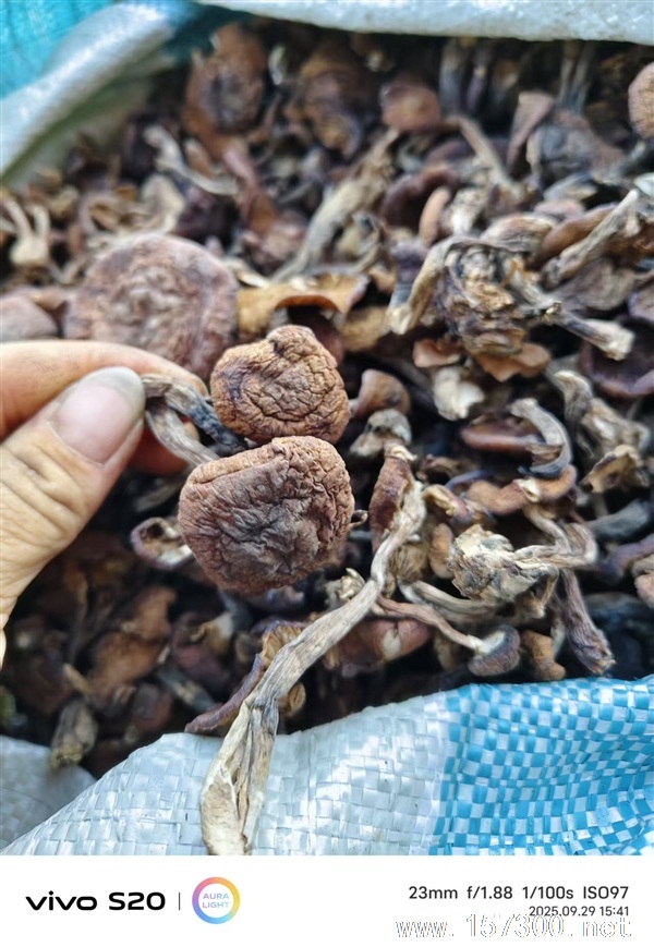 卖蘑菇