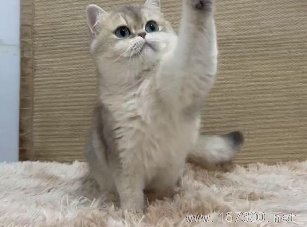 免费送猫！！！