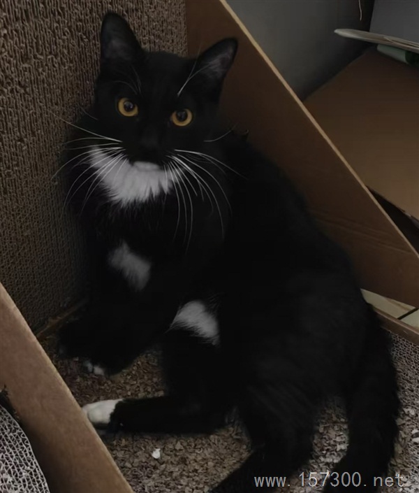 找小猫