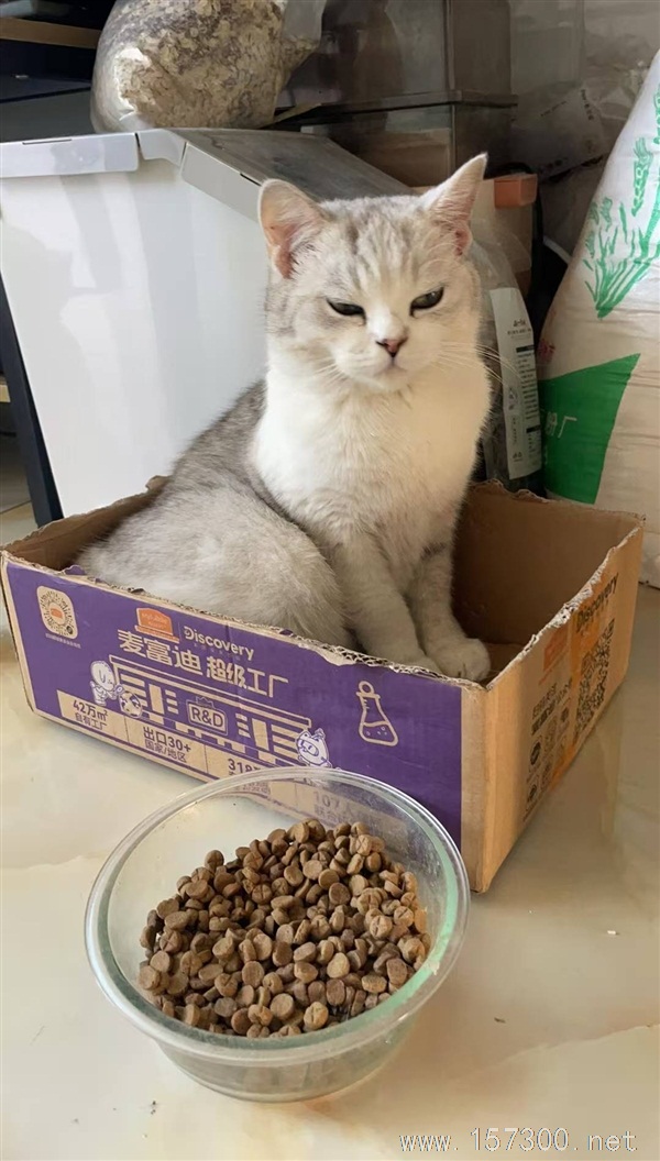 寻找小猫主人！！！