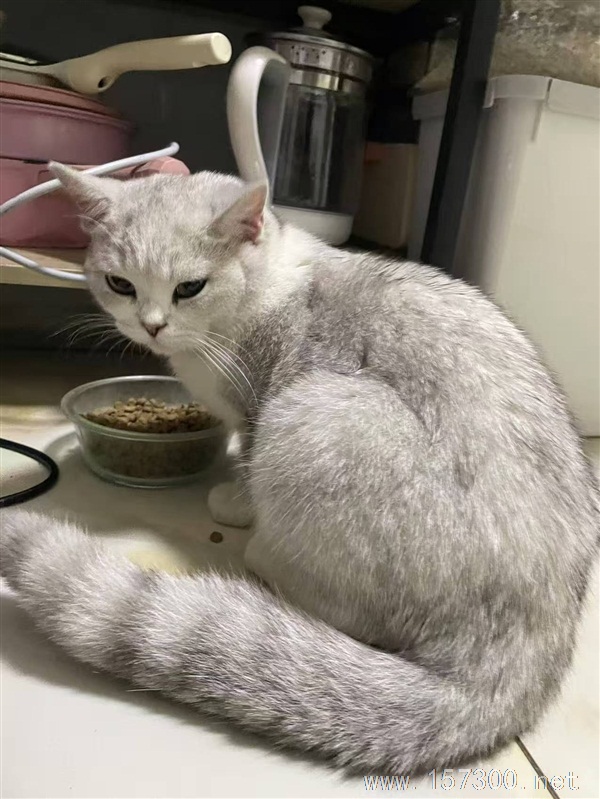 寻找小猫主人！！！