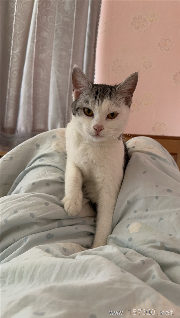 猫咪走丢