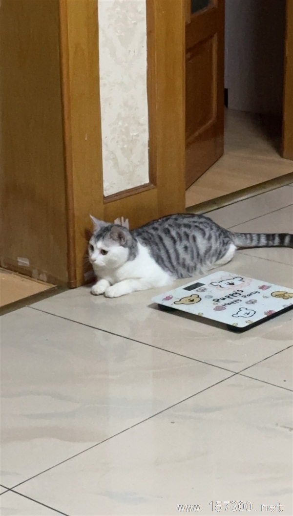 猫咪走丢