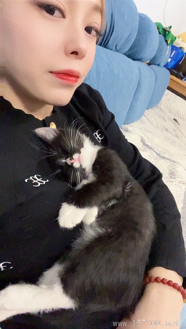 免费送小猫