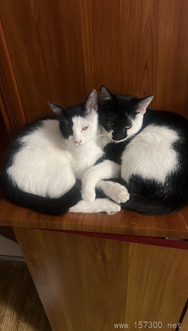 免费送小猫