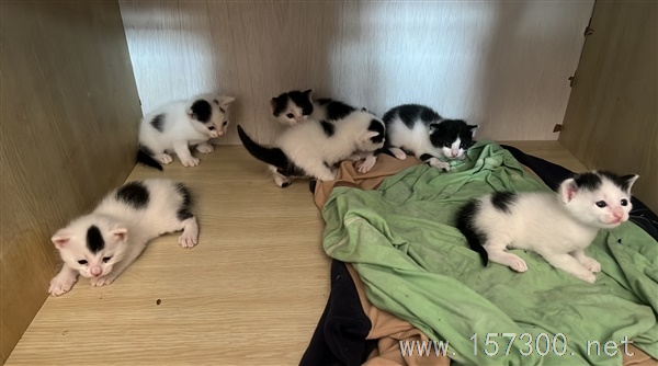 小奶猫免费送